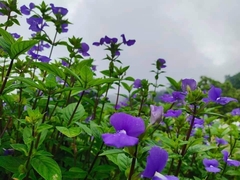 Achetaria azurea