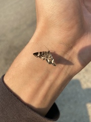 Trichodezia californiata