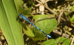 Enallagma cyathigerum