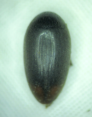 Eucinetus haemorrhoidalis