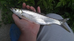 Hemiculter leucisculus