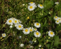 Erigeron annuus