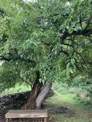 Maclura