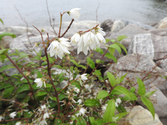 Deutzia pulchra