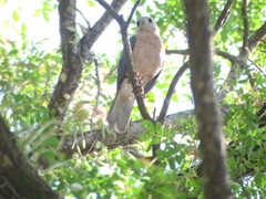 Accipiter hiogaster