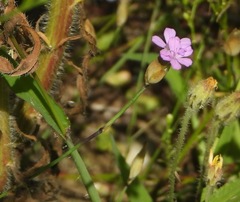 Petrorhagia prolifera