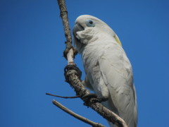 Blue-Eyed Cockatoo photo 4