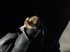 Myotis californicus