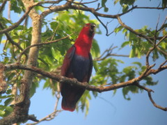 Eclectus roratus
