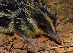 Hemicentetes semispinosus