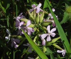 Saponaria officinalis