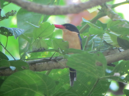 Black-capped Paradise Kingfisher (Tanysiptera nigriceps), photo 3