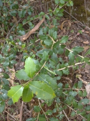 Citharexylum ilicifolium