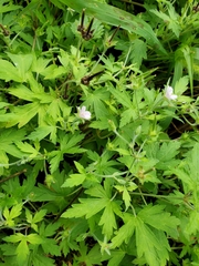 Geranium sibiricum