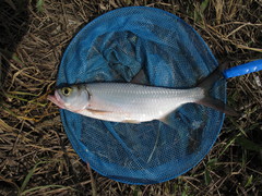 Megalops cyprinoides