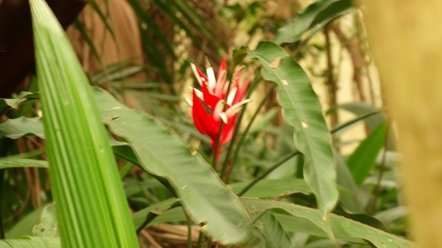 Image of Heliconia angusta by (c) Bruno Henrique Aranda, some rights reserved (CC BY)