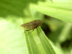 Aphrodinae