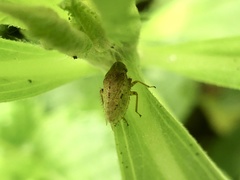 Aphrodinae
