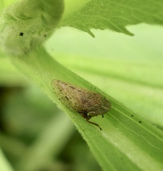 Aphrodinae