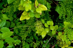 Clematis texensis