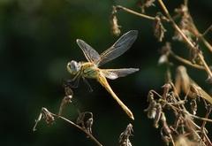 Sympetrum fonscolombii