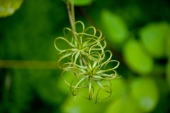 Clematis texensis