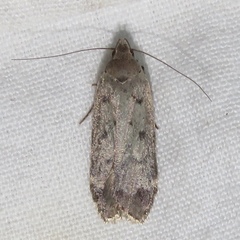 Anacampsis innocuella