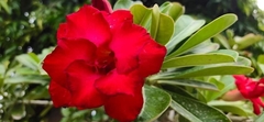 Adenium