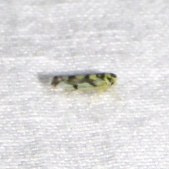 Eupteryx atropunctata