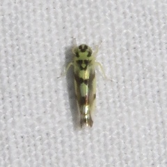 Eupteryx atropunctata