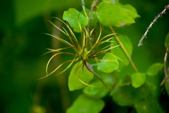 Clematis texensis