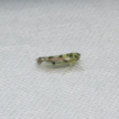 Eupteryx atropunctata