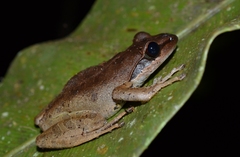 Guibemantis tornieri