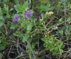 Medicago sativa