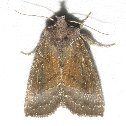 Coneflower Borer Moth photo 2