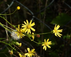 Senecio inaequidens