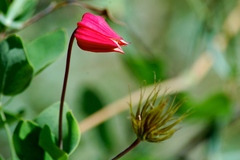 Clematis texensis