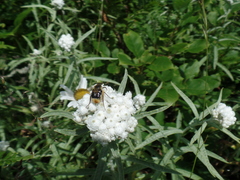 Trichiotinus assimilis