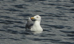 Larus michahellis