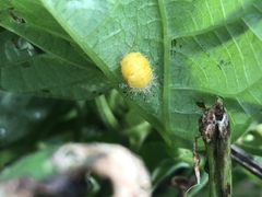 Epilachna varivestis