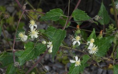Clematis vitalba