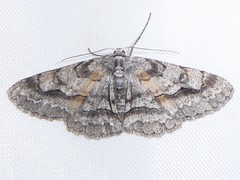 Stenoporpia pulmonaria