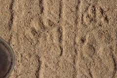 Papio ursinus ursinus