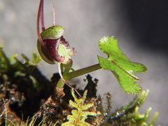 Corybas hypogaeus