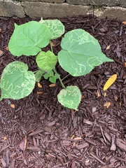 Abutilon theophrasti