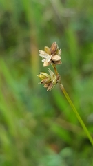 Carex tenuiflora