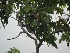 Accipiter hiogaster