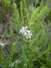 Lythrum alatum