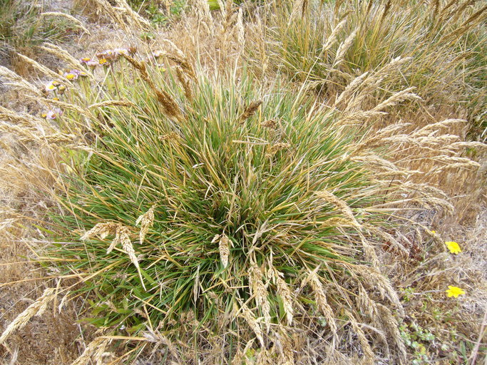 tufted hair grass (Native Grasses of Ring Mountain) · NaturaLista Mexico