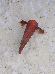 Hemiceratinae